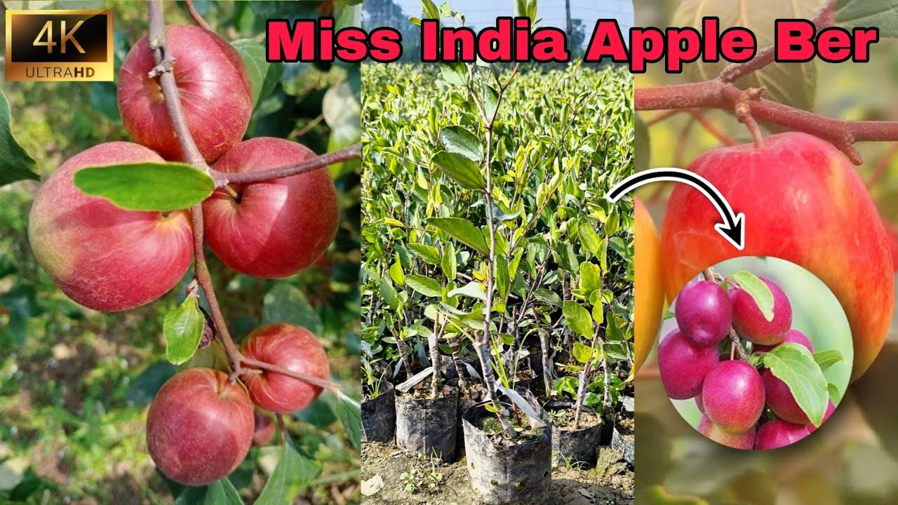 Miss India Apple Ber Grafting Plant Available || all over India supply || contact - 9046107165