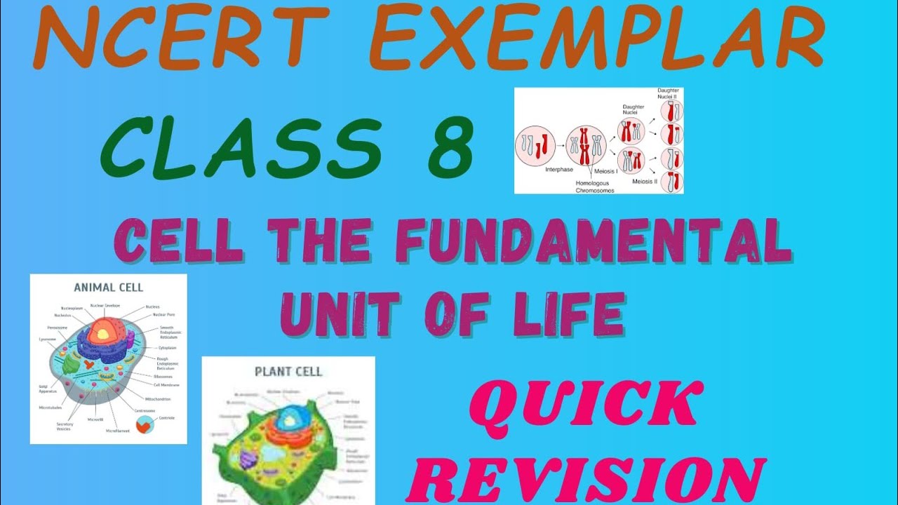 NCERT Exemplar / class 8 / Cell / Biology / Quick Revision