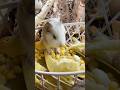 Hamster mukbang grass