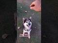 Meu garoto Border Collie