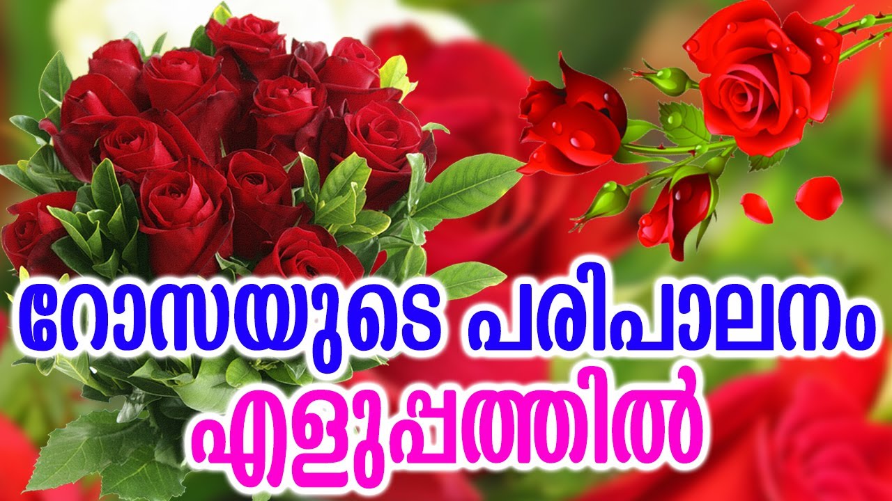 റോസയുടെ പരിപാലനം എങ്ങനെ ? | How to care Rose Plant | Homely Tips | Easy