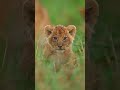 Notification 🔔 Confirm your visit 🤠 #Nature #Wildlife #NatureLovers #Animals #Viral #Reels #Trending
