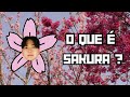 SAKURA - A História da Flor de Cerejeira e seu significado