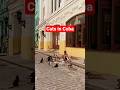 Cats Everywhere in Cuba | 2023 #shorts #travel #cuba #tour