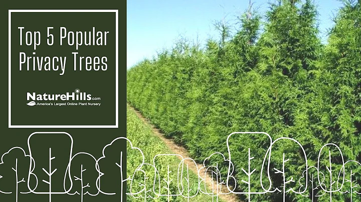Top 5 Popular Privacy Trees | NatureHills.com