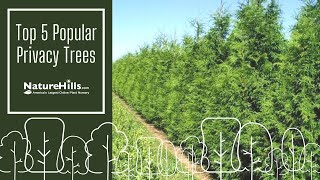 Top 5 Popular Privacy Trees | NatureHills.com screenshot 4