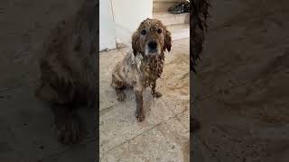 You won’t believe what he did #shorts #dogbath #funnydogs #cutedog