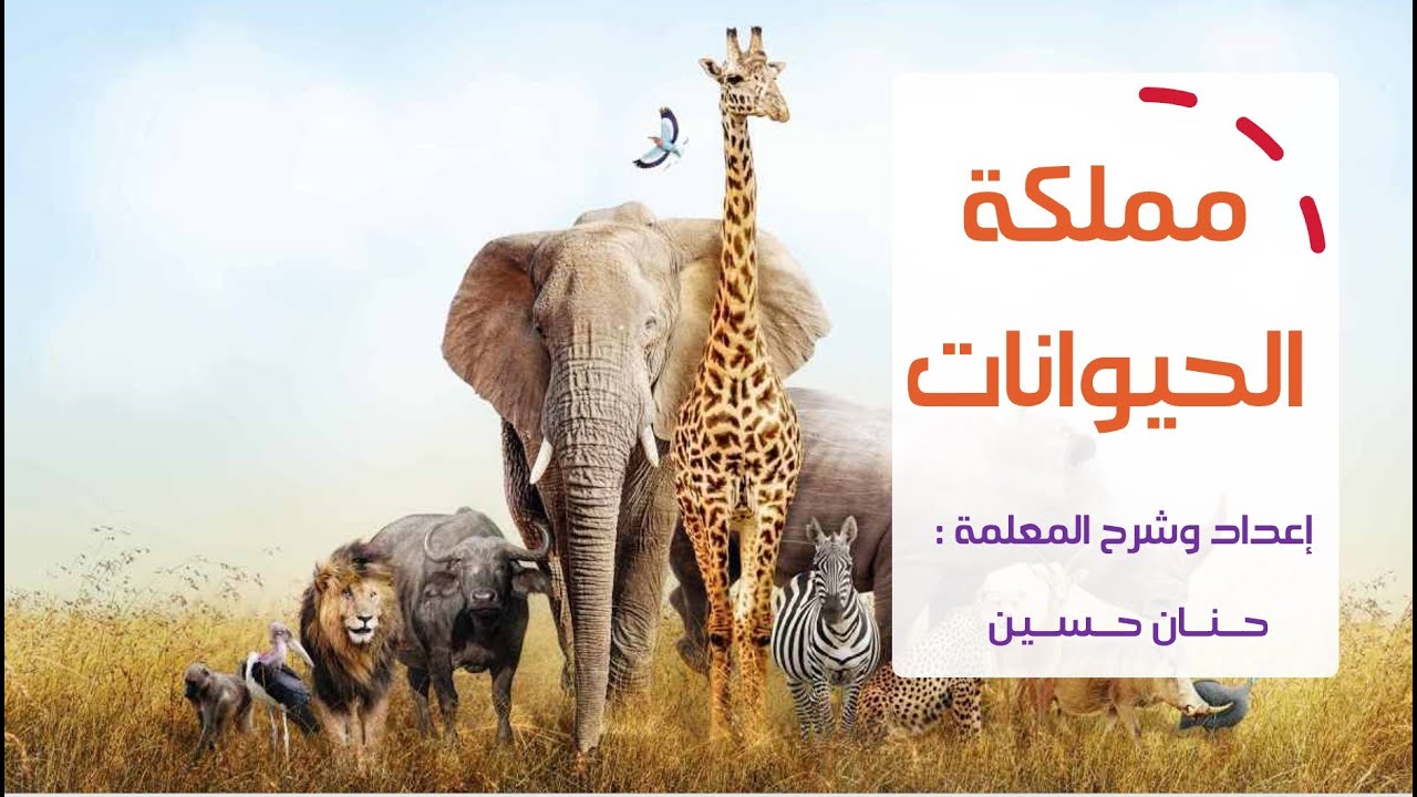 الصف السابع : مملكة الحيوانات