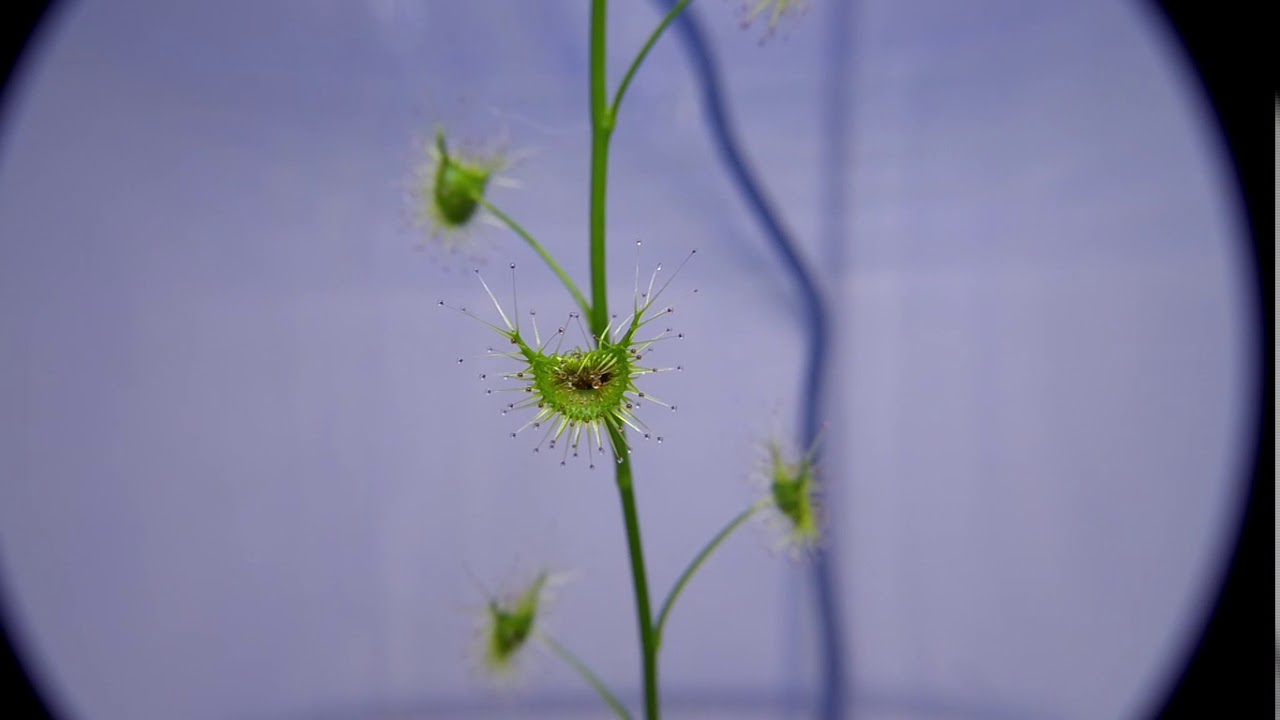 Drosera hookeri beim Fliegenfang Zeitraffer/D.hookeri time lapse catching fly
