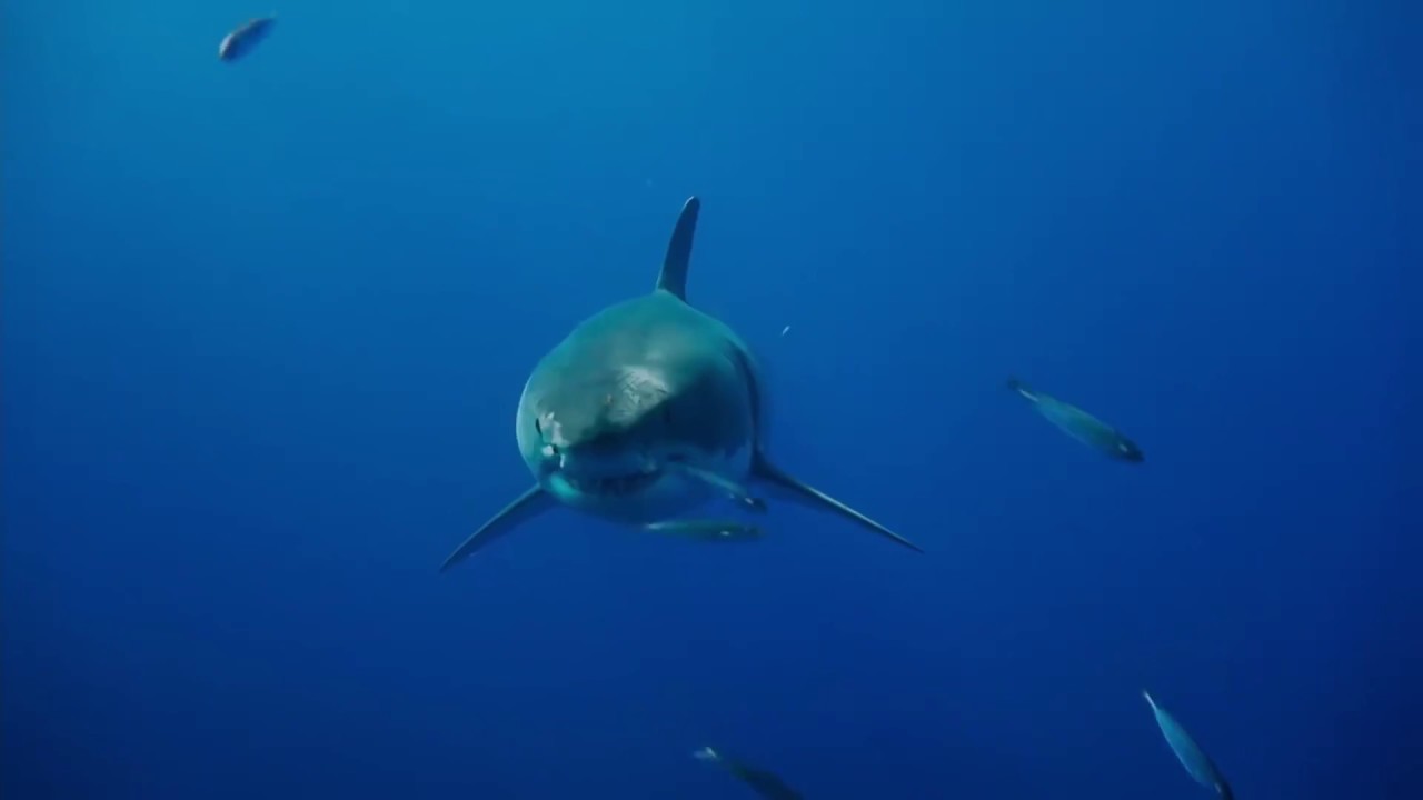 شاهد فيلم Deep Blue Sea 2 عبر إنفجن Youtube