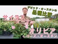 【品種比較】サイラス・マーナーとオリビア・ローズ・オースチン
