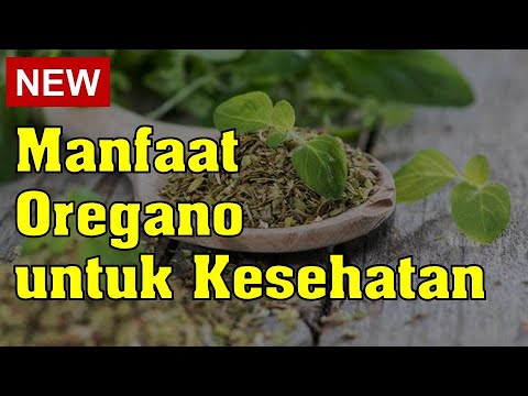 Manfaat Oregano untuk Kesehatan