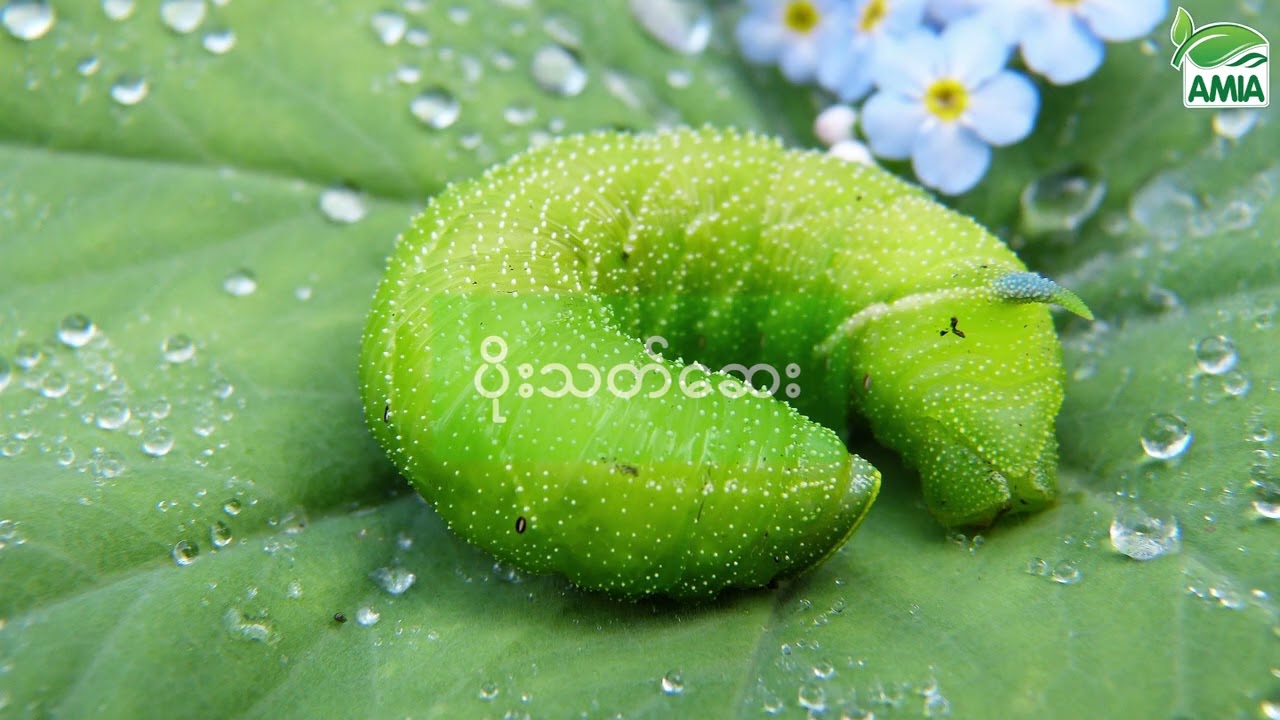 ထိရောက်မှု ရှိသော ဆေးဖျန်းရမည့်အချိန် နှင့် တွဲမဖျန်းသင့်သော ဆေးများ....