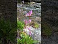 #flowers #wild #shootingstar #plants #nature #stream #mountains #water #rocky #natural #naturelovers