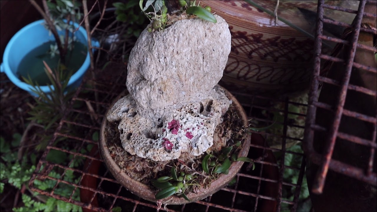 軽石 サンゴ ラン 盆栽作り 山野草 ムギラン 麦蘭 Youtube