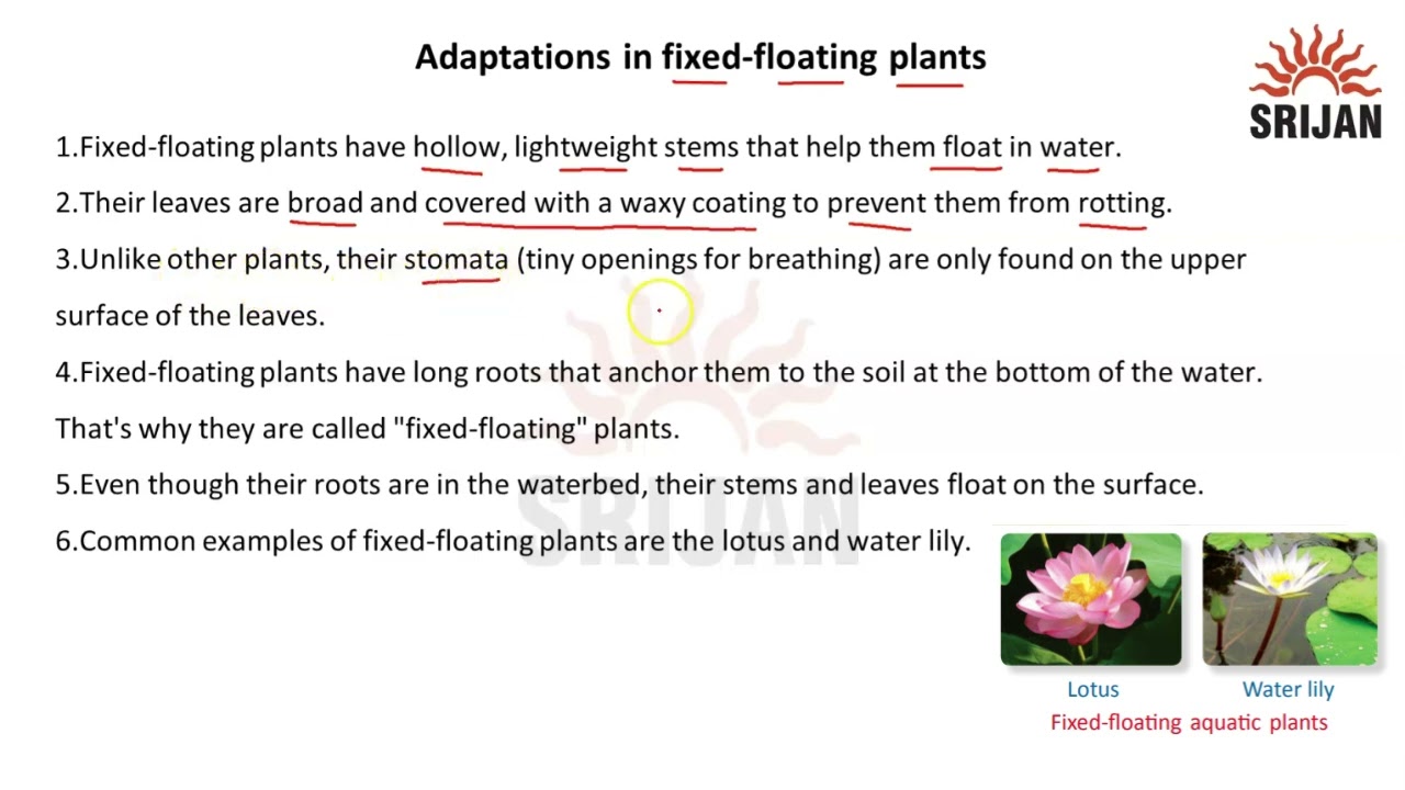 3. Adaptations in fixed-floating plants