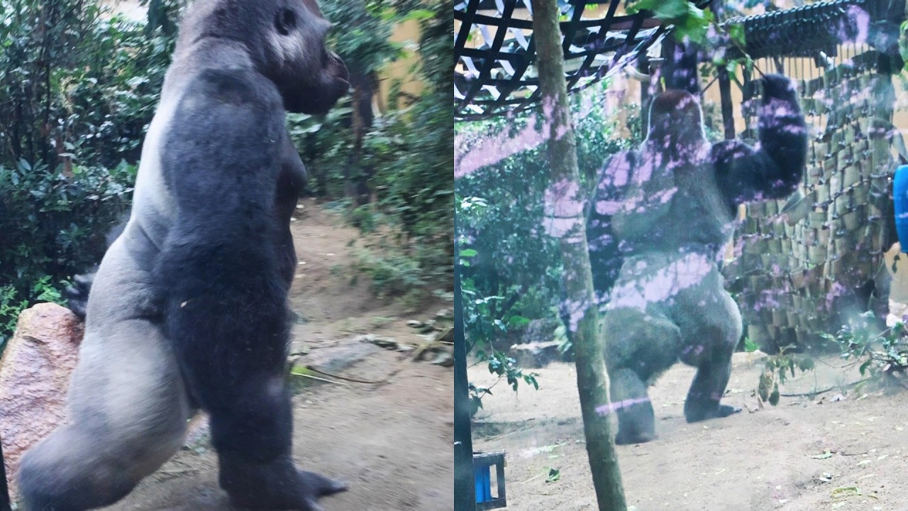Ninja Mom! Gorilla Genki Makes a Daring Leap from the Beam with