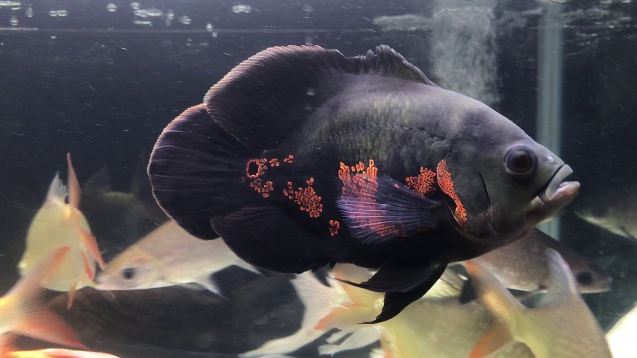 オスカー ショートボディ アストロノータス Astronotus Youtube