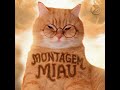 MONTAGEM MIAU