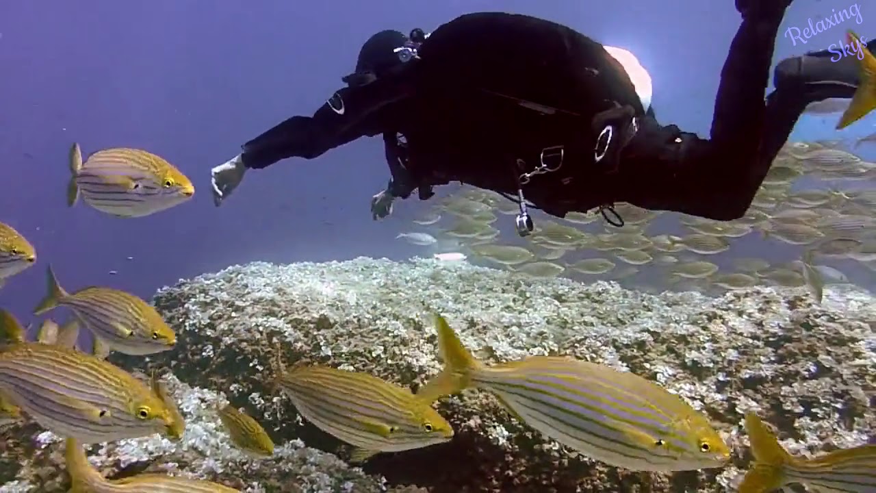 Coral Fish With Calm Music Relaxing Skys YouTube