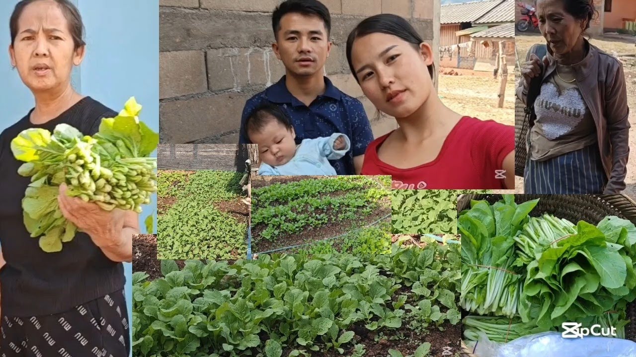 Nkauj ntxias niam cov zaub ma zoo thiab mos tiag li os 27 ກຸມພາ 2026