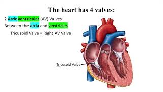 A&P II Lab Exercise 30: Heart Anatomy