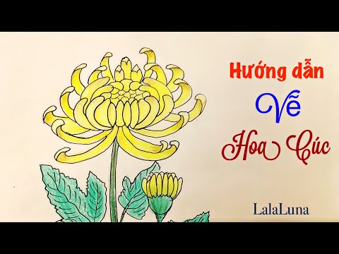 Video: Làm Thế Nào để Vẽ Một Bông Hoa Cúc