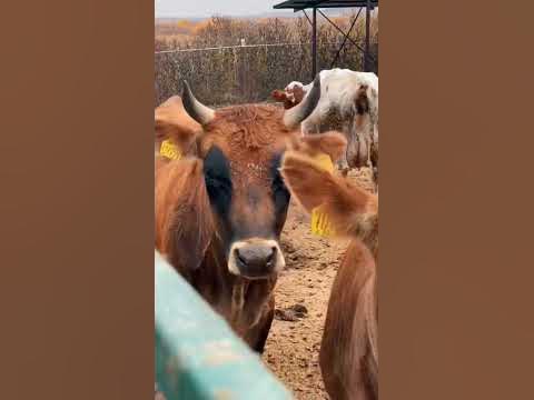 Частная сыроварня в Самаре. #самара - YouTube