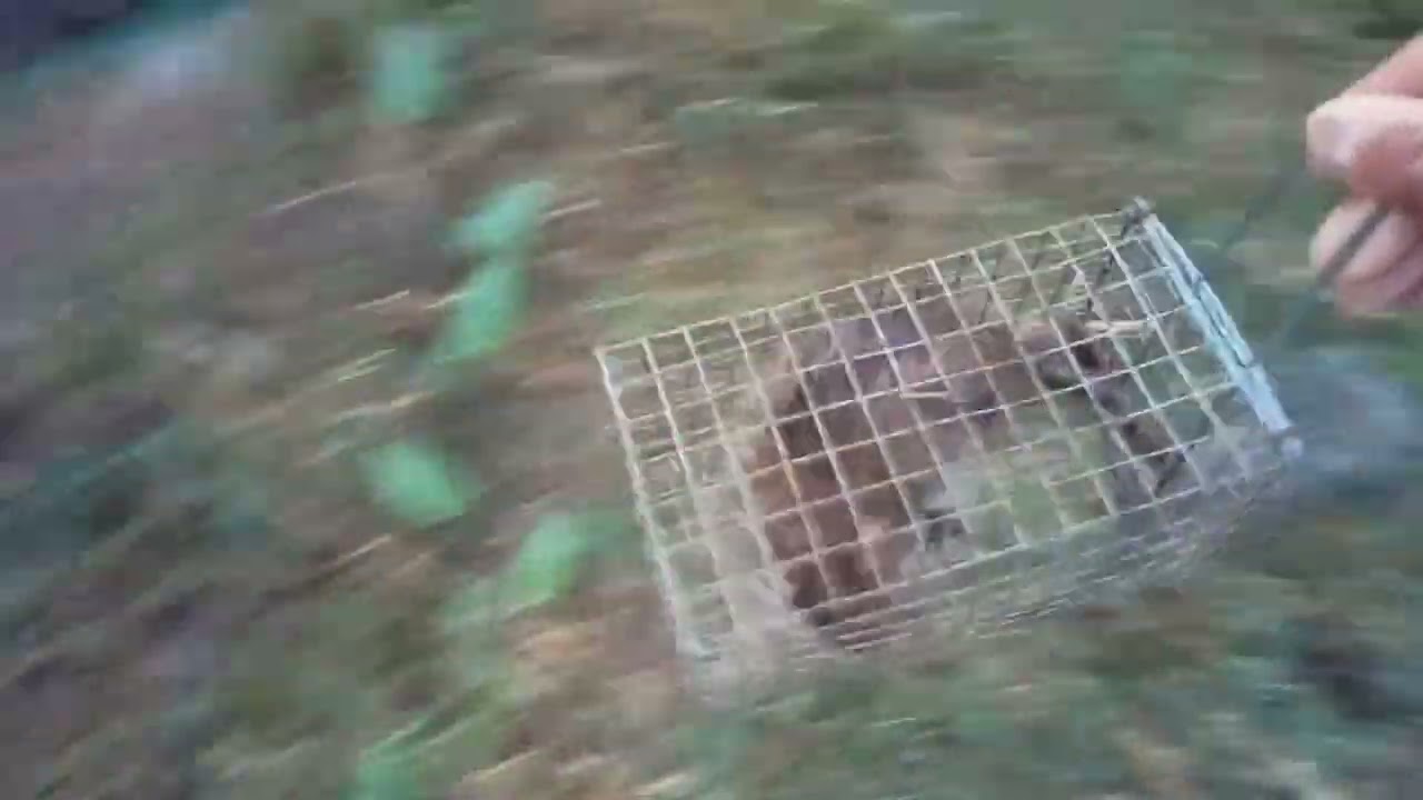 thành quả một đêm #khanh83vlog cuộc sống mưu sinh