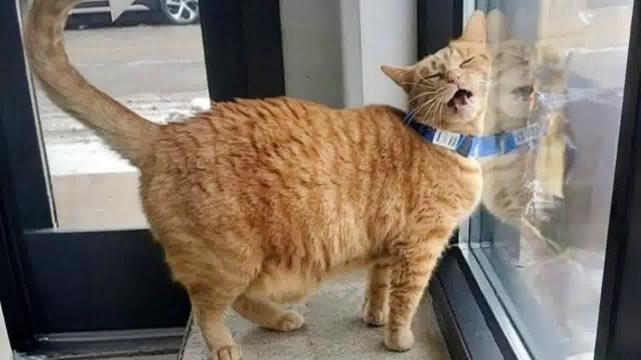 Warning: You Might Laugh Too Hard 😂 Funny Pet Moments #62