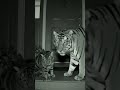 harimau terekam cctv rumah warga