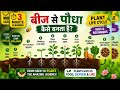 बीज से पौधा कैसे बनता है? 🌱 | Plant Life Cycle in 3 Minutes | Kids & Beginners and all”