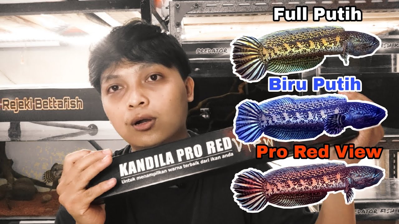 MANAKAH LAMPU YANG TERBAIK UNTUK IKAN CHANNA KALIAN ???