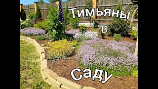 ТИМЬЯНЫ в саду/ Зачем сажать тимьян(чабрец)в саду/ Сорта тимьянов #деревня #flowers #цветы #лето