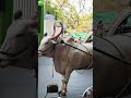 Bullock Cart in Pune | बर्फ वाहिनी #बैलगाडी #बर्फ #summer
