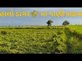 કેવા છે તમારે વરસાદ 🌧️ પાણી ? અમે તો પાણી ડાંગર🌾 માંથી કાઢીએ છીએ | BBR BHAL KHETIVADI | Farmer Vlo