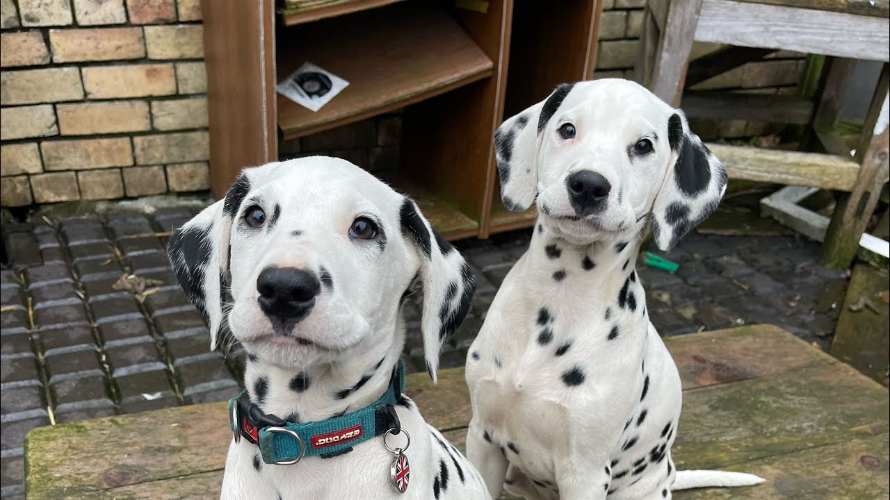 Littermate syndrome YouTube