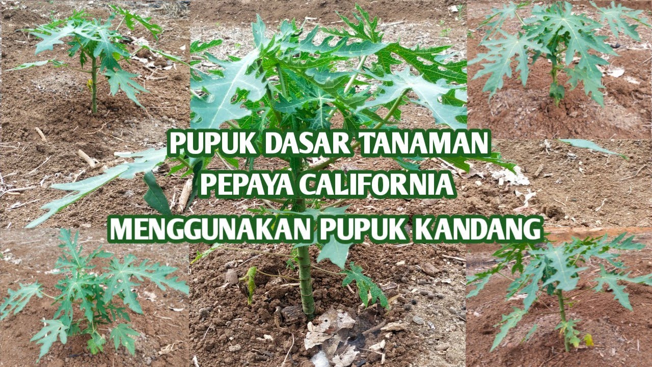 PUPUK DASAR TANAMAN PEPAYA CALIFORNIA MENGGUNAKAN PUPUK KANDANG