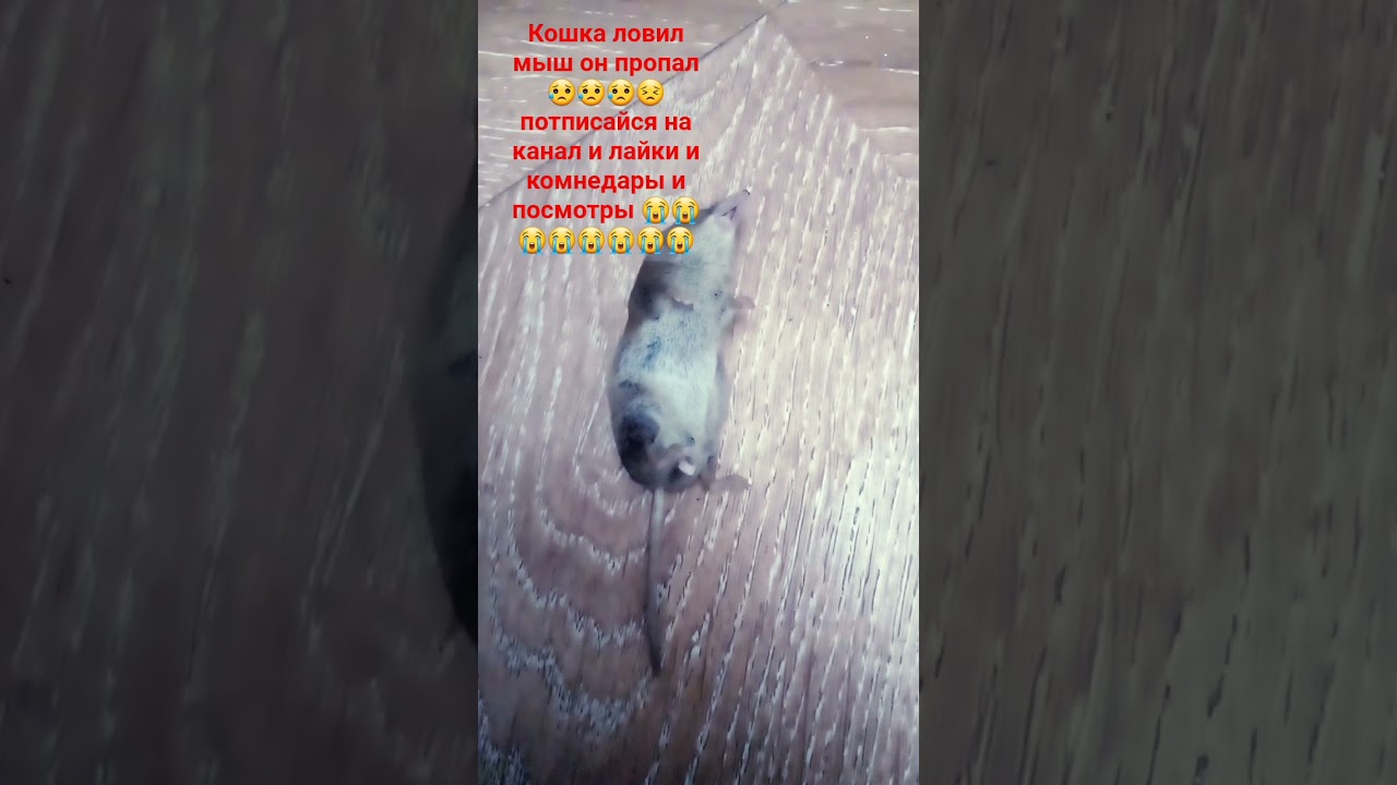 пажлуста набрате 500 попика