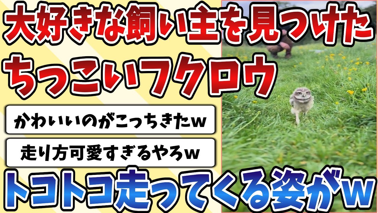 【2ch動物スレ】大好きな飼い主を見つけたちっこい【フクロウ】トコトコ走りながらこちらに向かってくる姿が可愛すぎるｗｗｗ