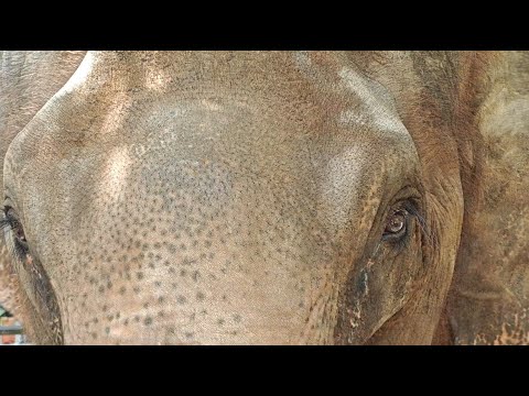 Exploring Wild Elephant Valley in Xishuangbanna | Jungle Wildlife Adventure