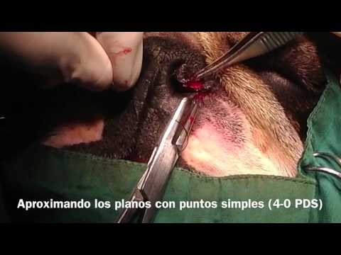 Video: Estrechamiento Del Conducto Nasal En Perros