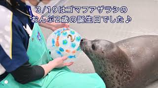 【海遊館】ゴマフアザラシおんぷ歳のバースデー♪