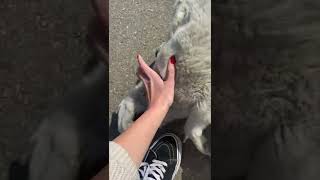 Abandoned Little Puppy Approaches a Car Then Lady Gives It Food and Pets