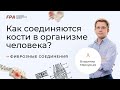 Непрерывные фиброзные соединения | Владимир Меркурьев (FPA)