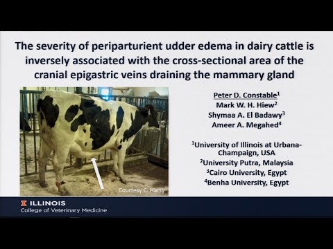 Video: How To Relieve Udder Swelling In A Cow