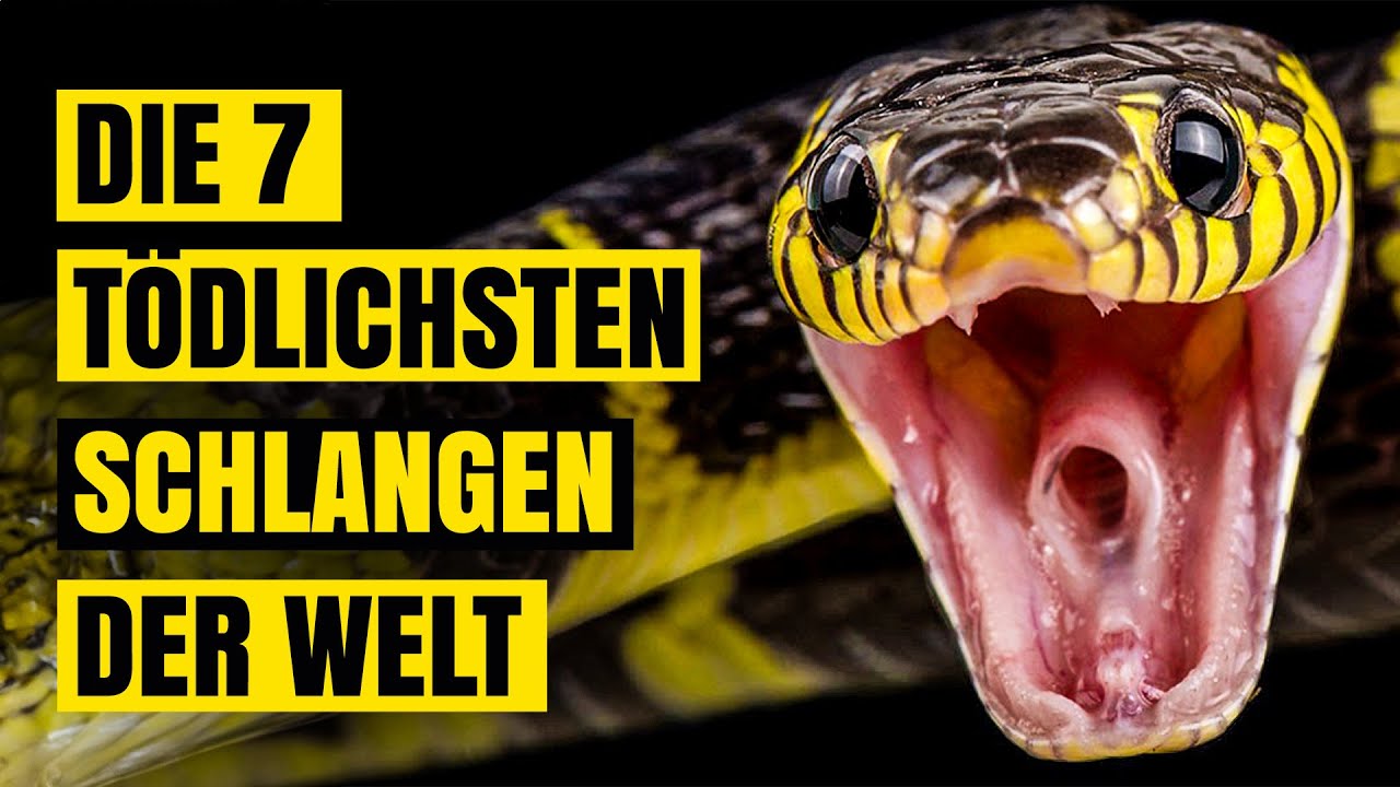 Größte Schlange Der Welt Frisst Zoowärter Die 7 tödlichsten Schlangen der Welt - YouTube