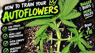 How To Train Autos: My Way Early Veg  (FastBuds) with TSG #growing #cannabiscommunity 