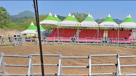 대구 민속소힘겨루기대회 3일차 오전경기 생중계방송 Traditional Korean bullfighting