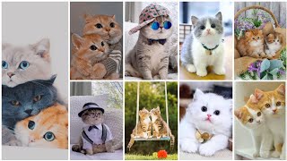 صور قطط كيوت 💕✨.                            photos de chats screenshot 4